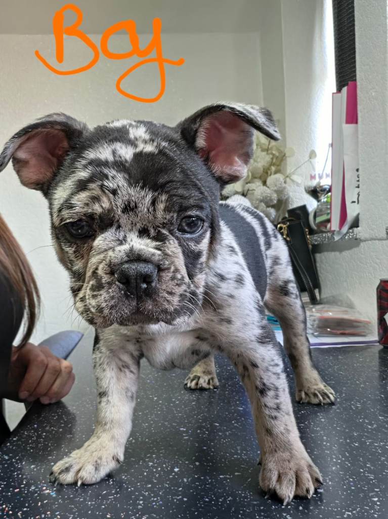 French bulldog puppies 