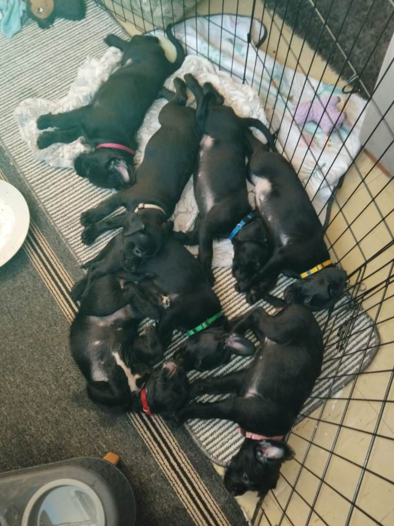 Miniature poodle cross frech bulldog puppies 