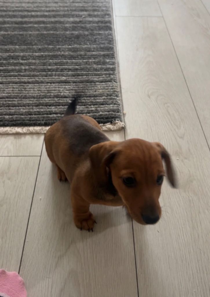 Mini dachshund girl