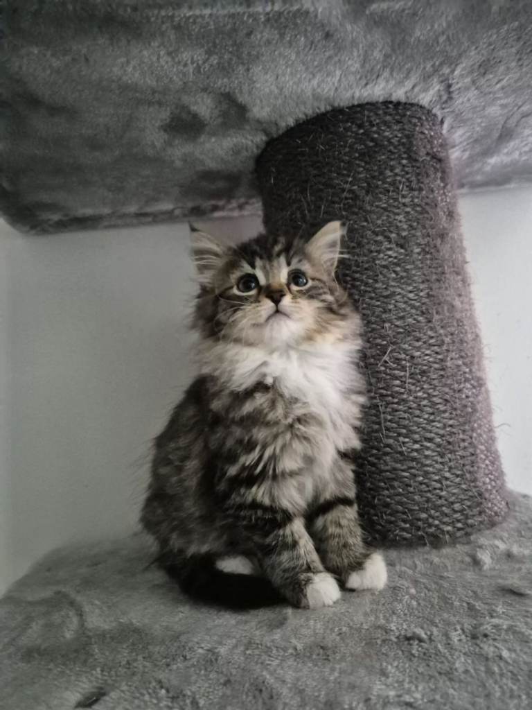 Maincoon x kittens 