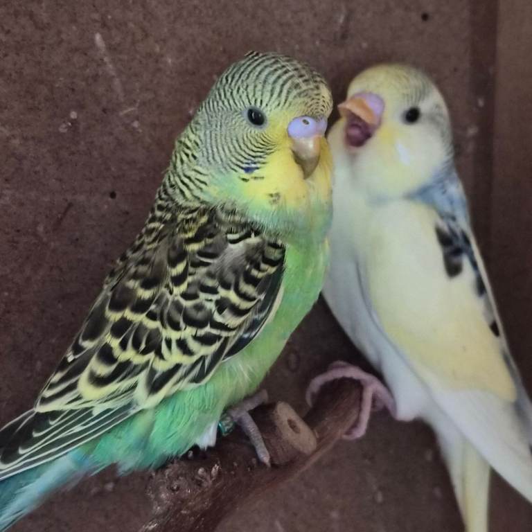Baby budgies, 
