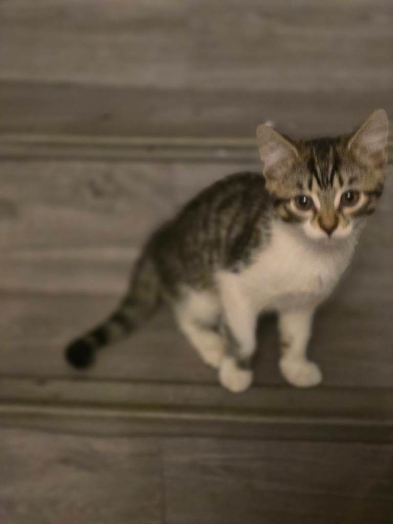 Kittens for sale.