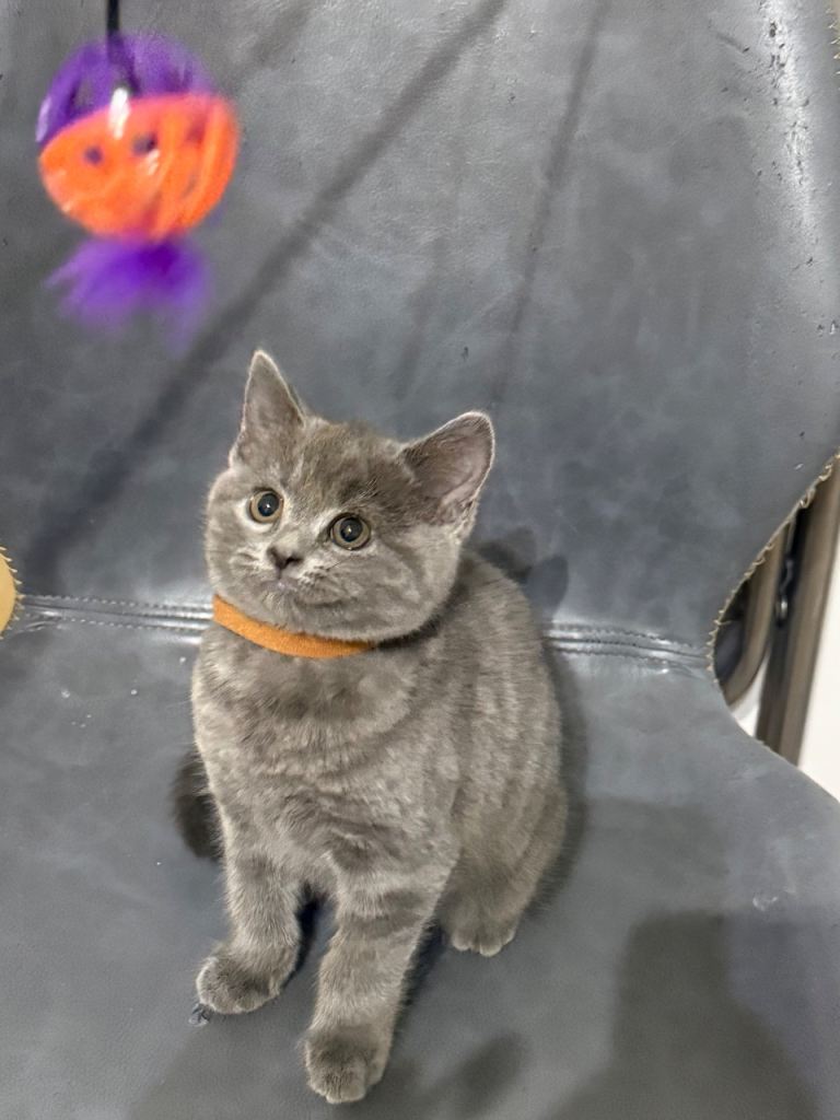 Pure British shorthair kittens 