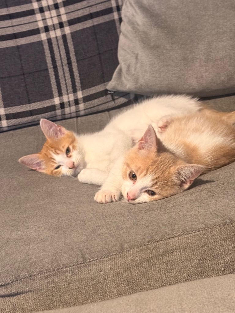 Beautiful ragdoll x shorthair kittens 