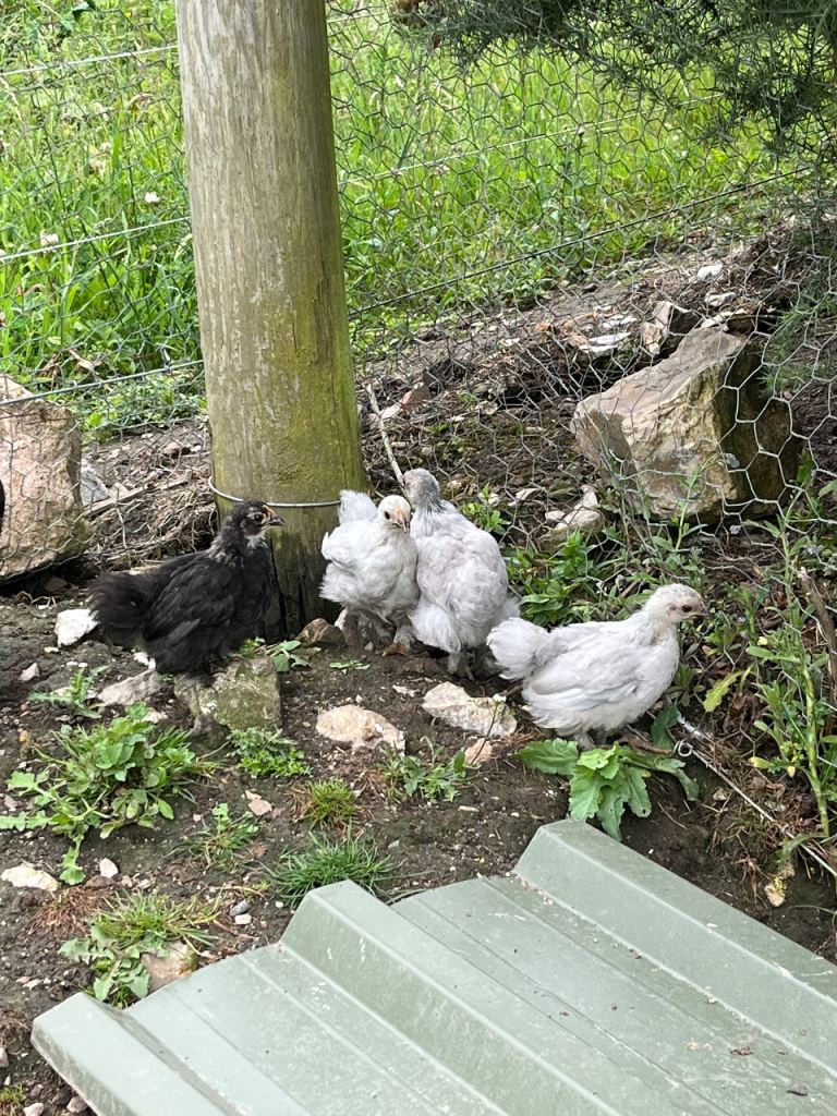 Female pekin bantam chicks for sale 