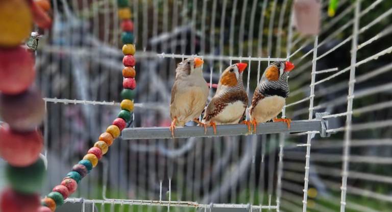 Lovely finches with cage 