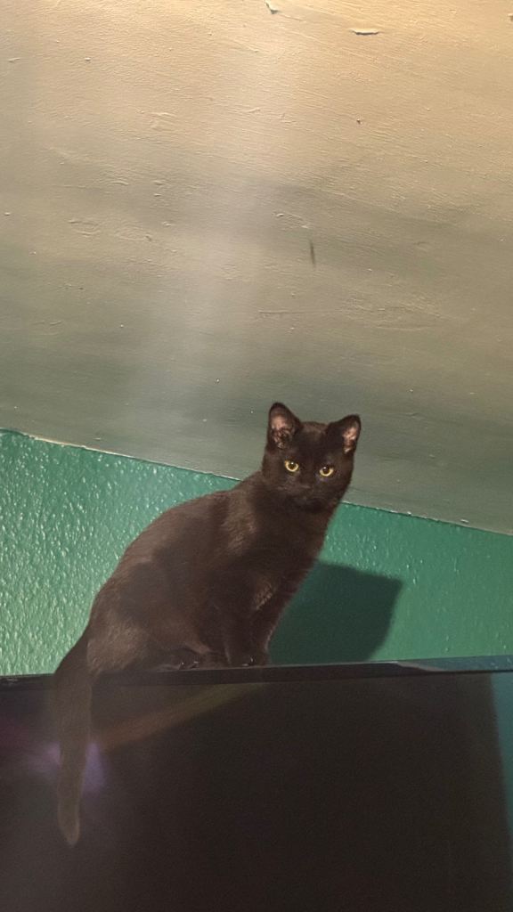 Female kitten 