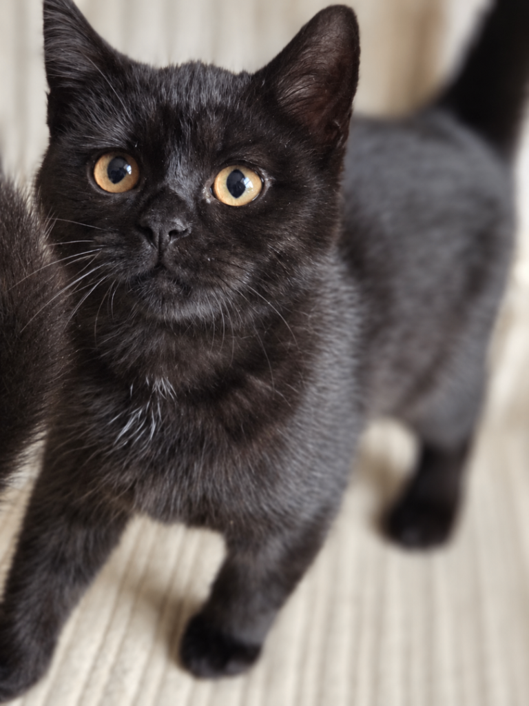 Gorgeous kittens /black girl and black boy available