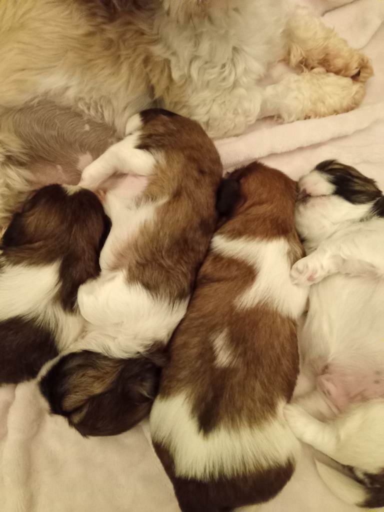 Shihtzu puppies