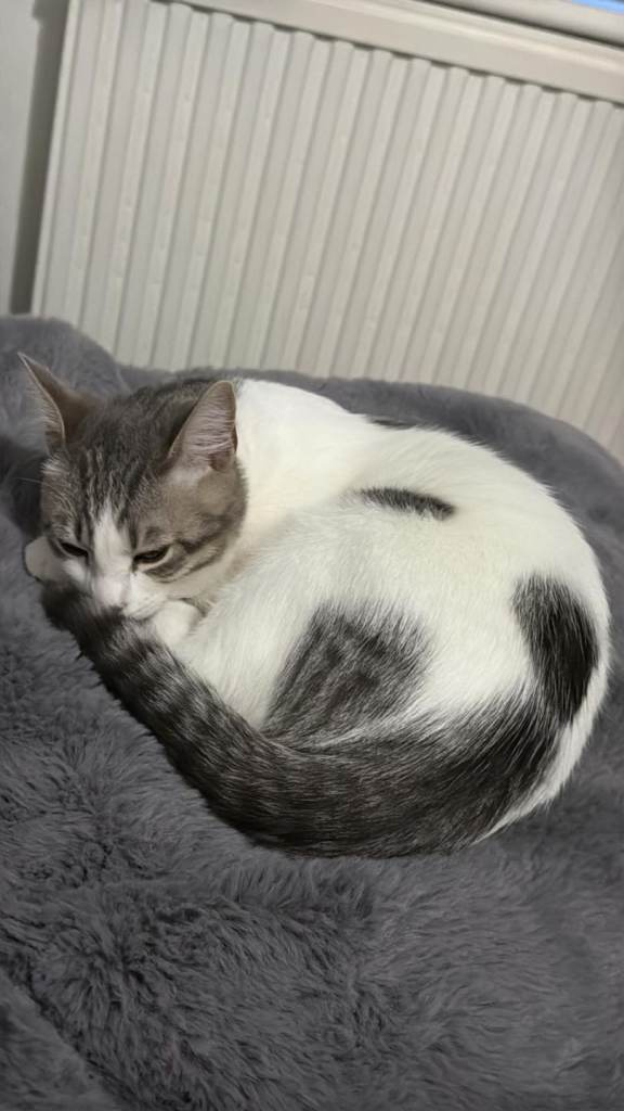 Loving cat to find new home with all equipment 