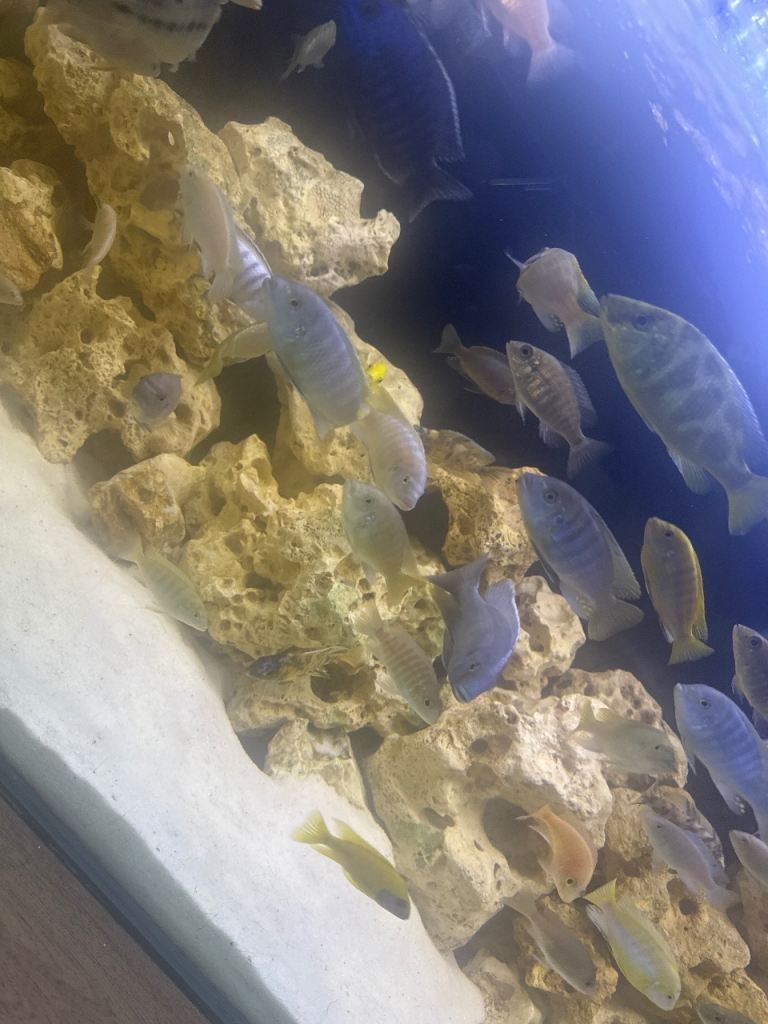 Cichlids 