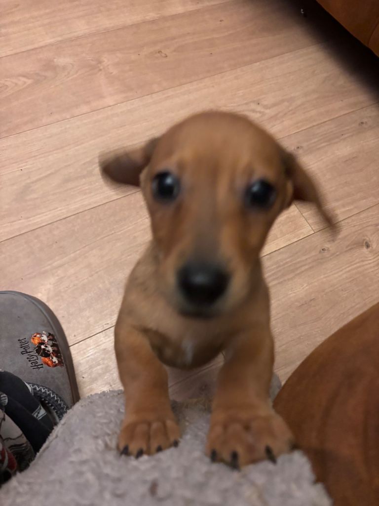 11 week old Jack Russell X Dachshund 