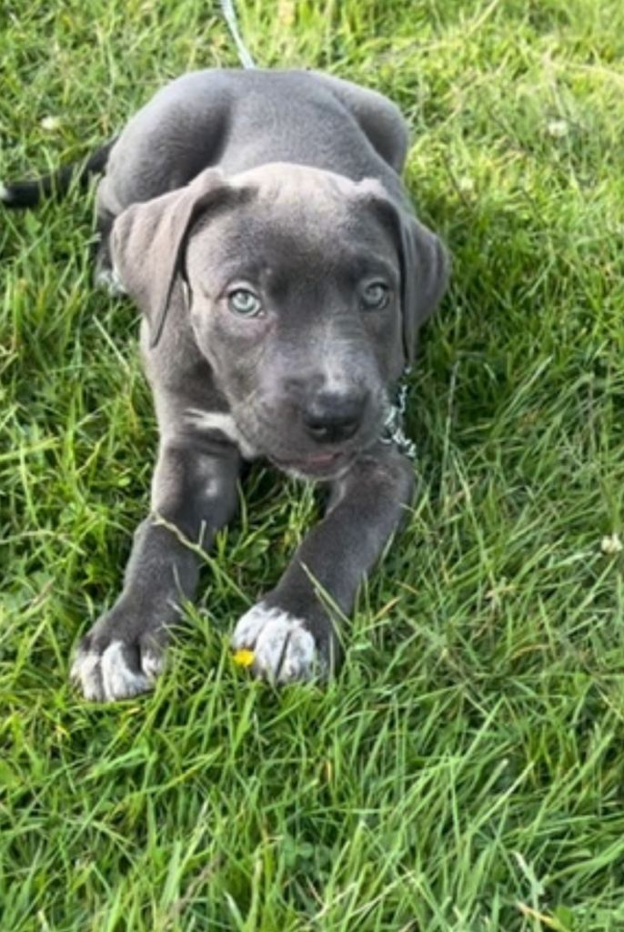 LAST PUP!!🩷🩷