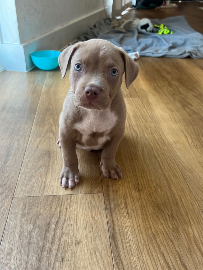Puppy for sale 