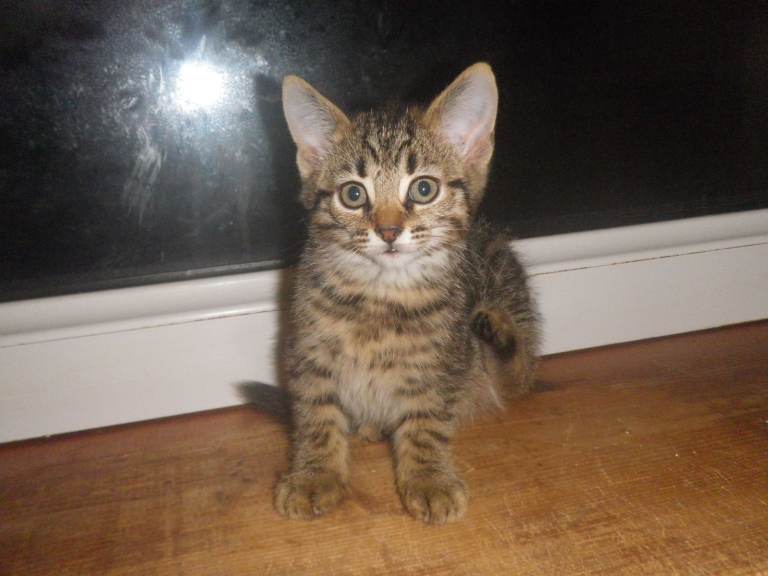 Tabby Kittens Adorable 