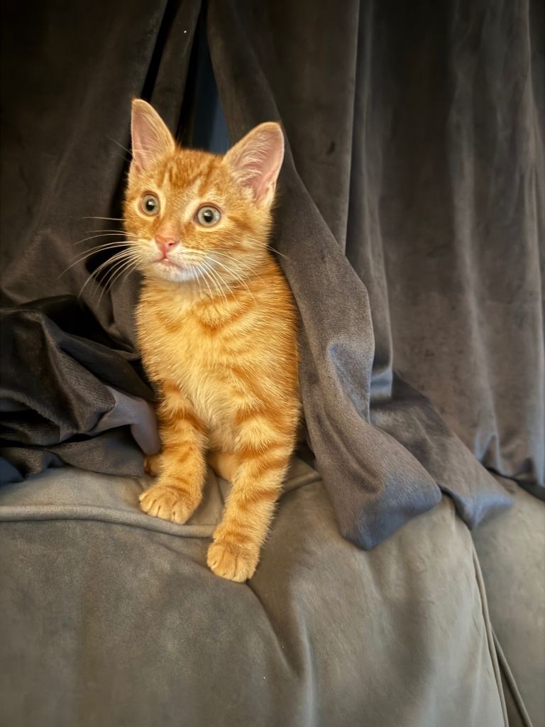 Adorable Male Kitten Looking for His Forever Home