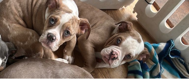 2 gorgeous old tyme bulldogs 