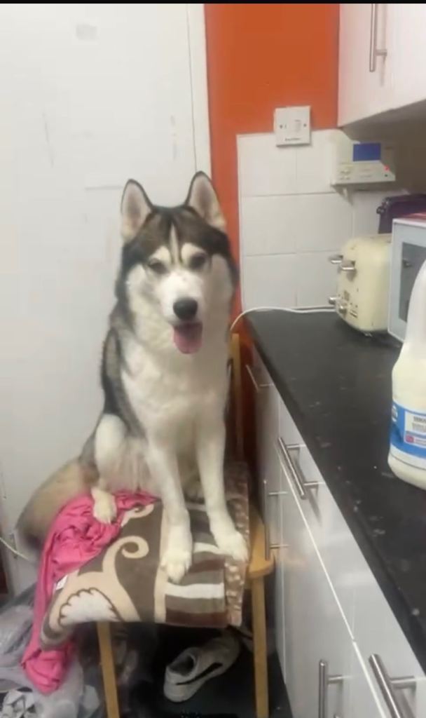 husky 