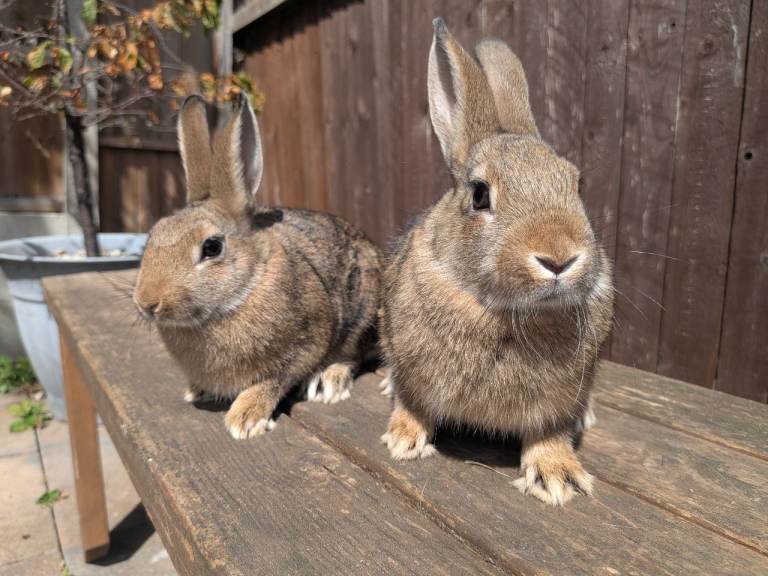 Pair of Female baby rabbits 
