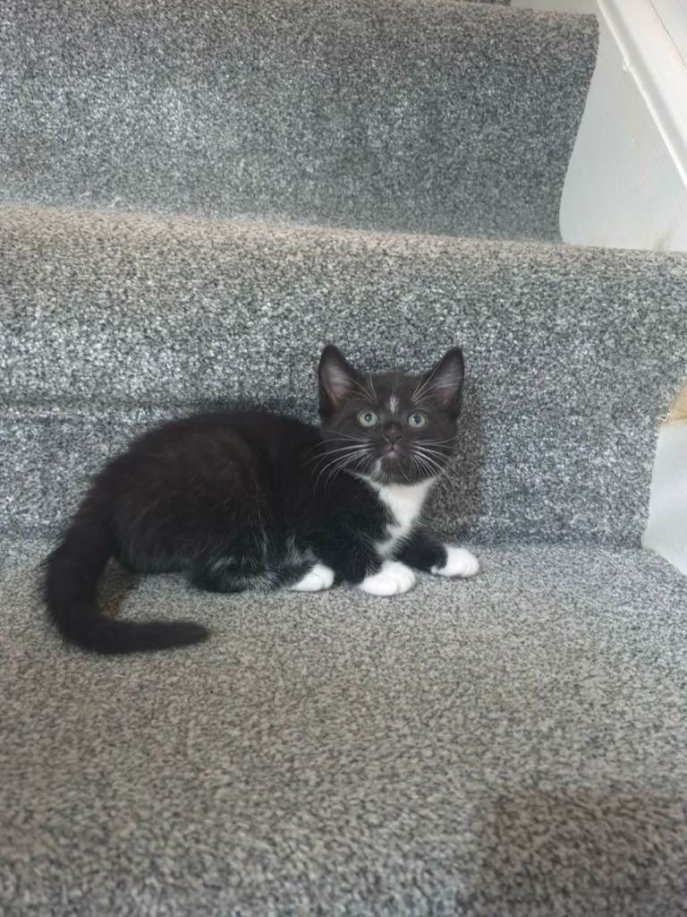 Kittens for sale