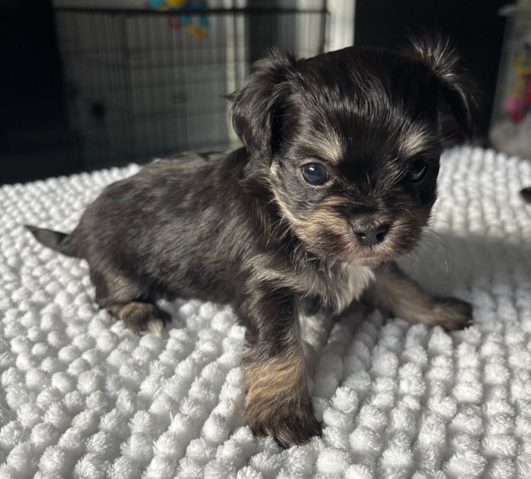 Tini Malchi puppy last one 