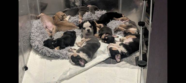 French bulldog cross puppies 