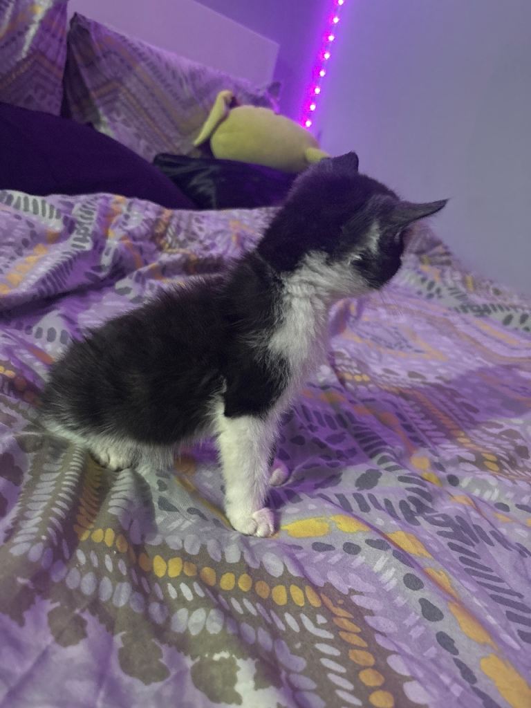 Kitten for sale around birmimgham ready for new home