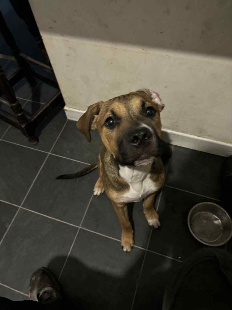 5 month old Bull mastiff cross Staffy pup for sale 