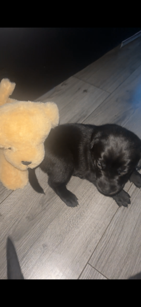 American Lab puppies 