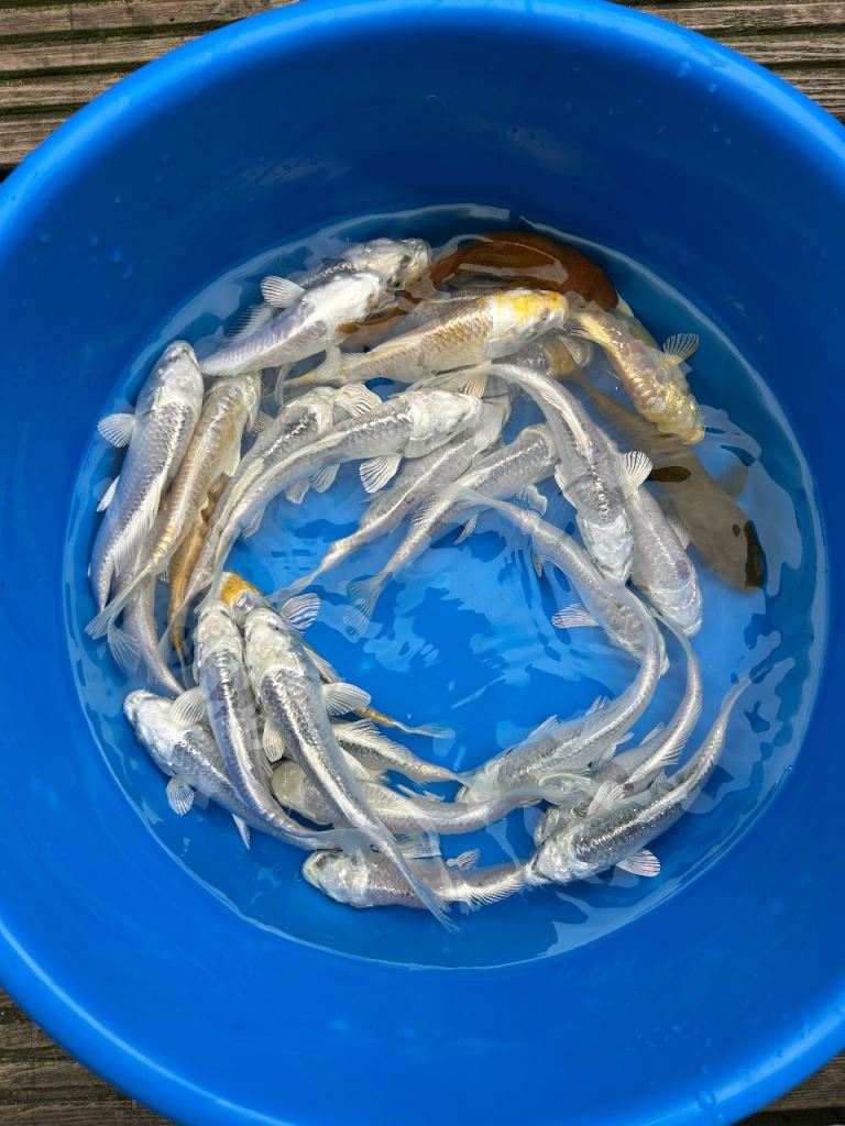 Koi for sale
