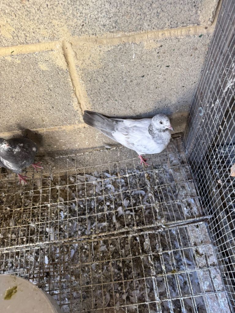 Birds 