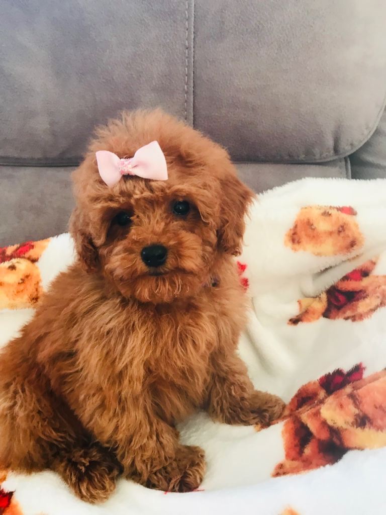 Cavapoochon puppies . Only 1 boy &1 girl left 