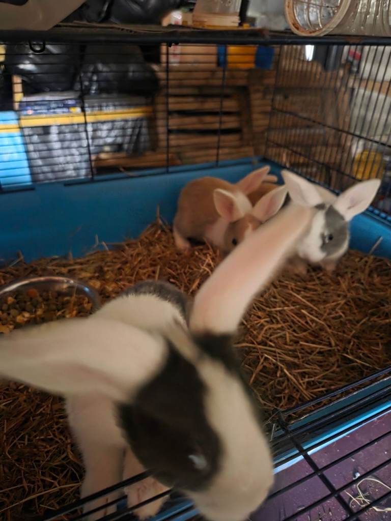 Lion head x lop ear baby bunnies 