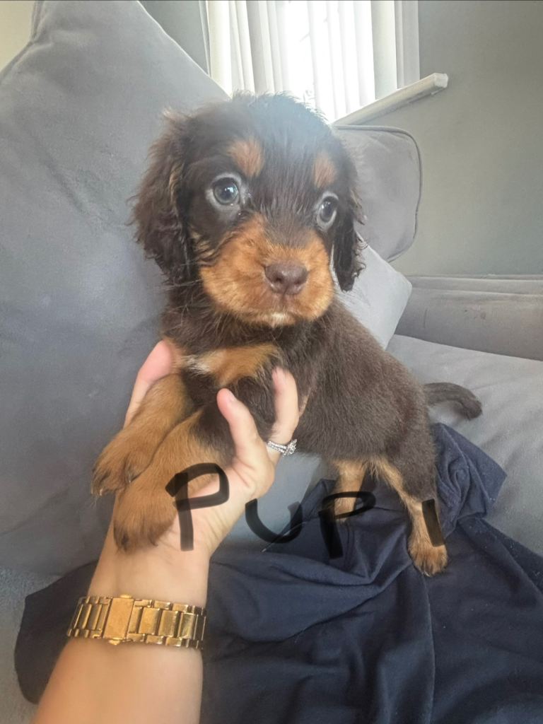Cocker spaniel 