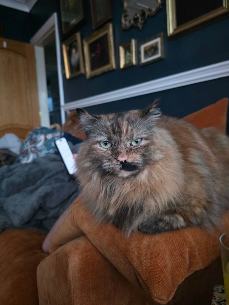 Lolly seeking a loving new home 