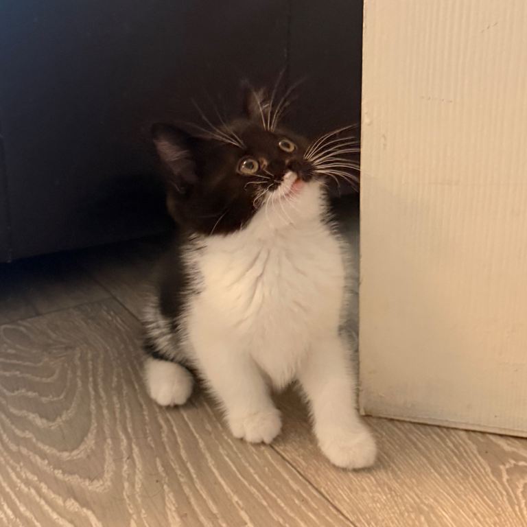 9 week old male kitten ready to go 
