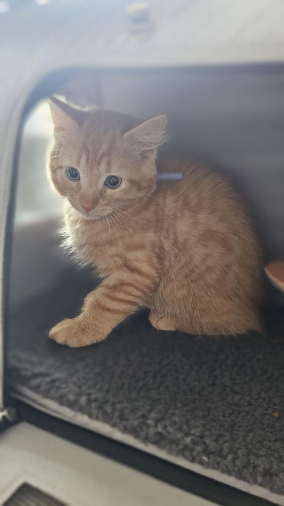 Kittens for sale