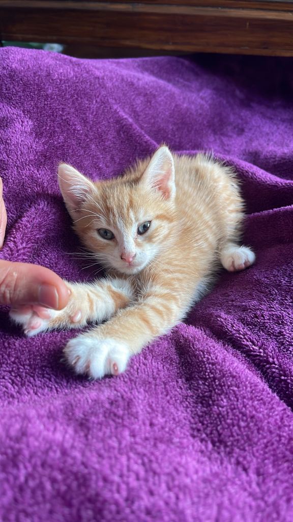 Male Ginger kitten 