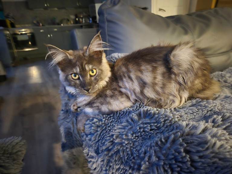  maine coon kittens 😸 