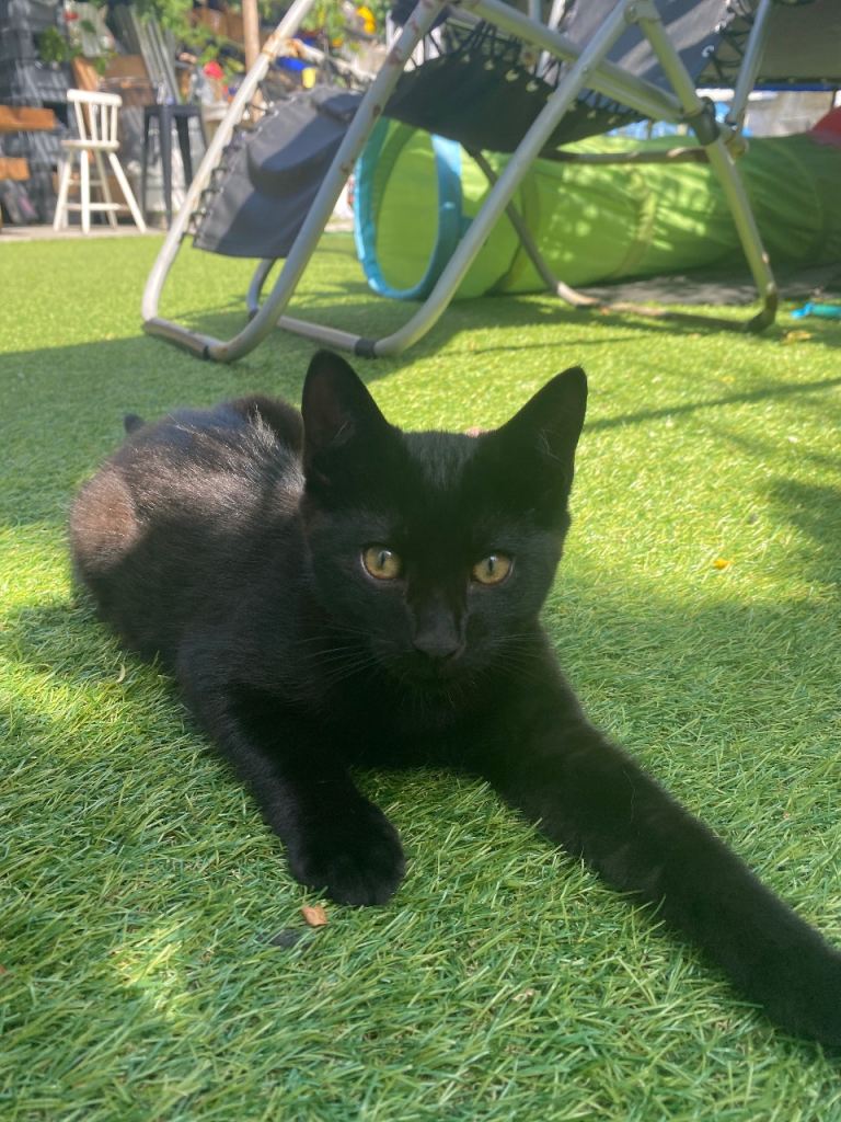 Kittens £80