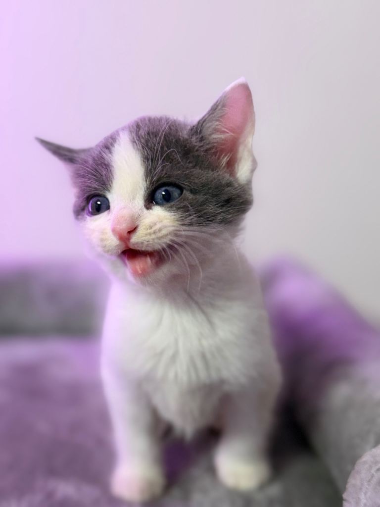 Beautiful Ragdoll-Mix Kittens – Playful & Loving – Ready July 16th