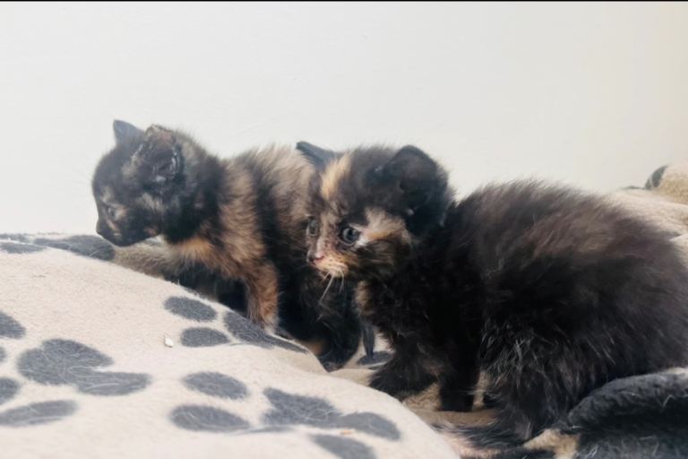 Only 3 left now . Super friendly kittens used to children and dogs 
