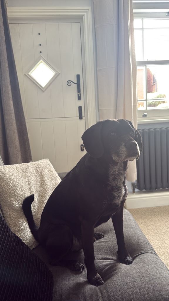 Dog for sale 