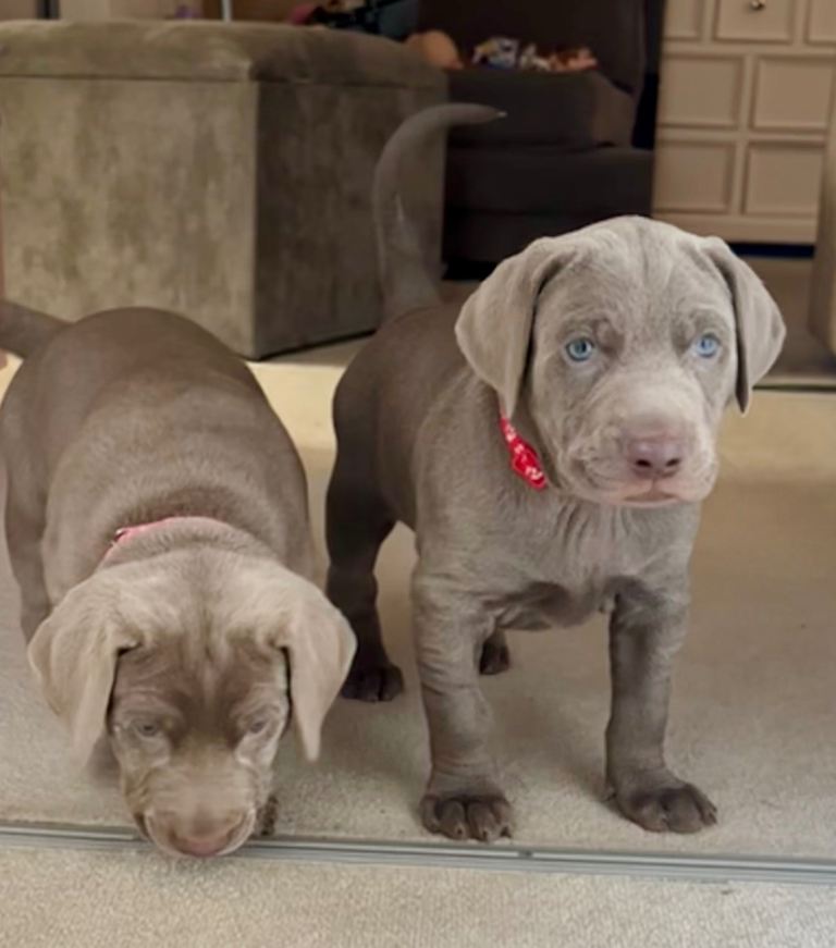 ADORABLE CHAMPION BLOODLINE PUPS