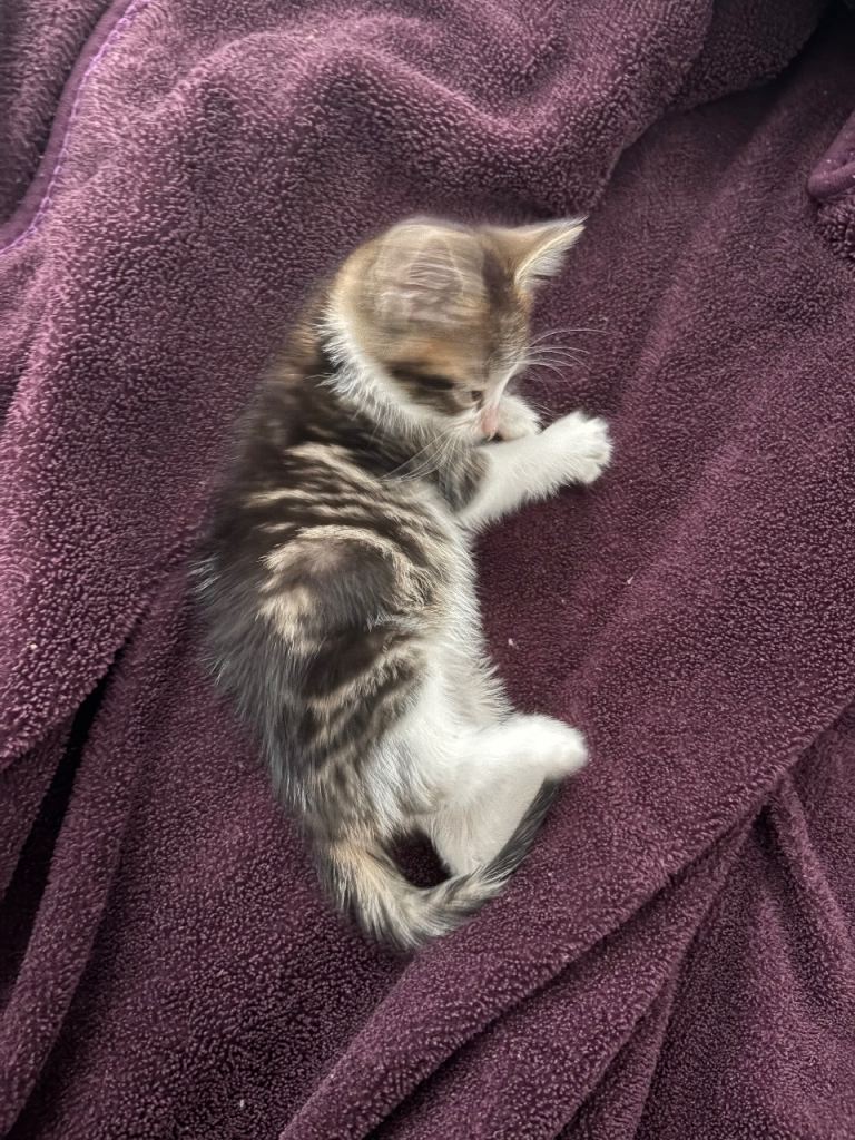 Female Kitten