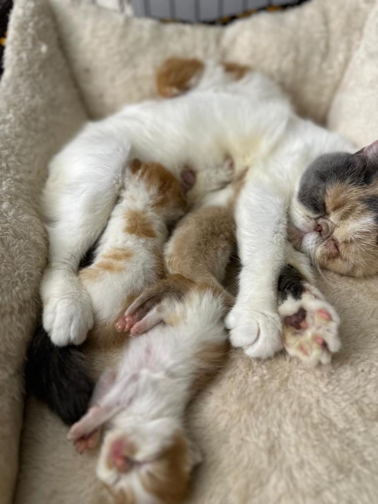 Persian Kittens Last Ginger Boy