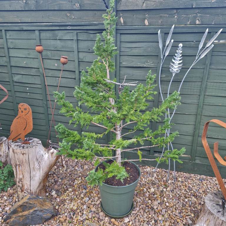 6ft tall healthy, mature Conifer