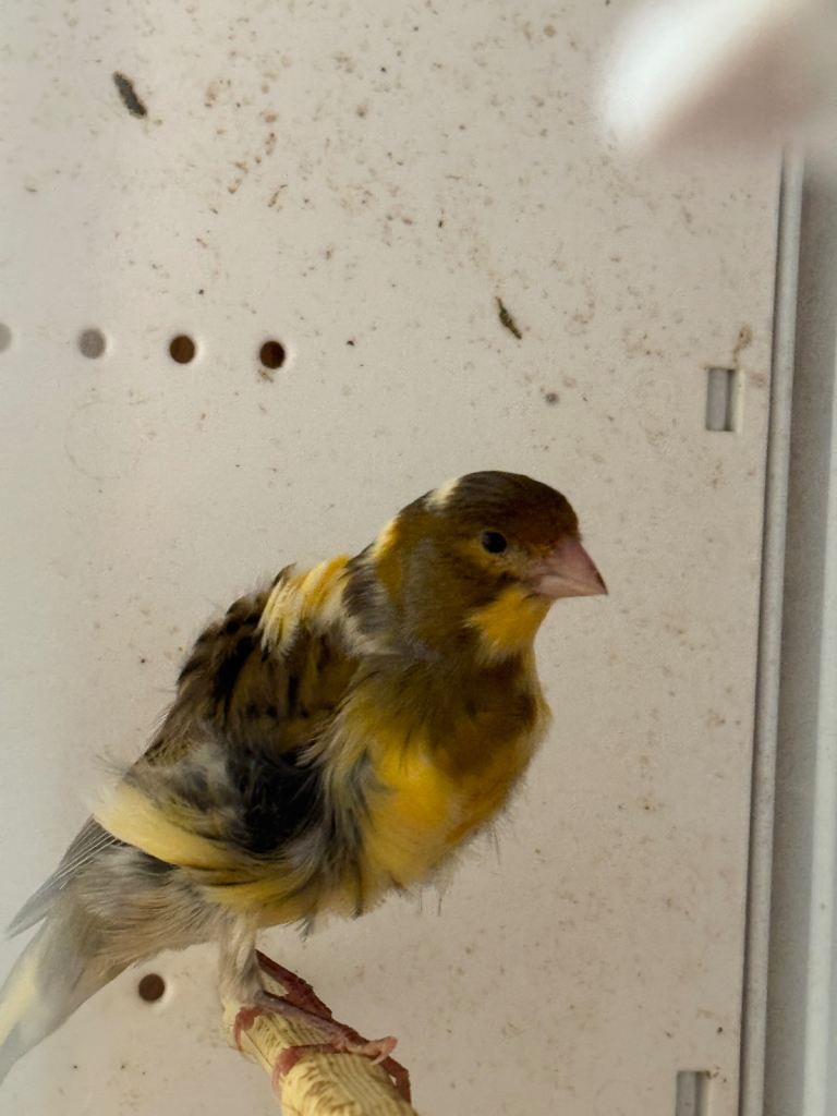 5 Canaries, 1 gold finch and 1 star finch for sale 