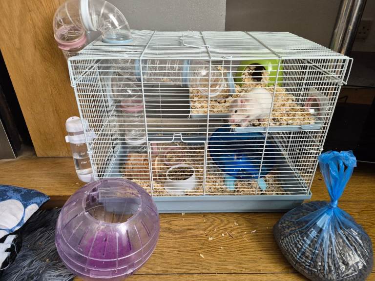 5 month old female syrian hamster 