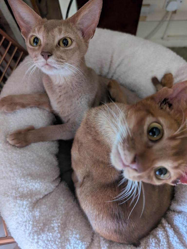 Abyssinian cats for adoption 